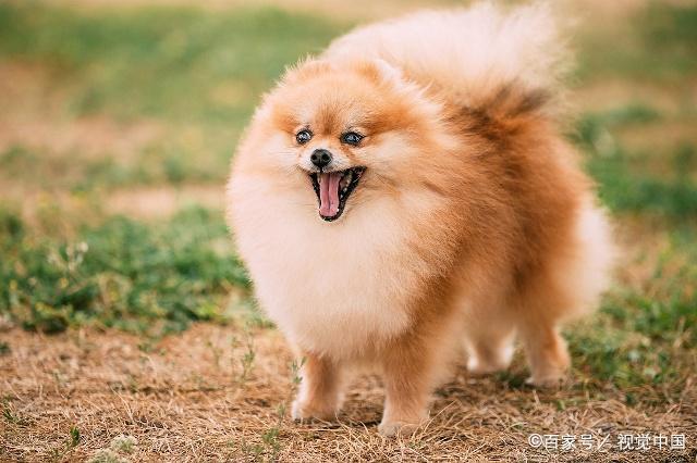 贴身宠物股权重组的简单介绍